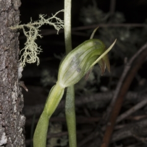 Pterostylis nutans at Hackett, ACT - suppressed