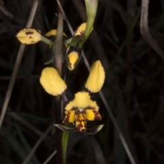 Diuris pardina (Leopard Doubletail) at Mount Majura - 29 Sep 2016 by DerekC