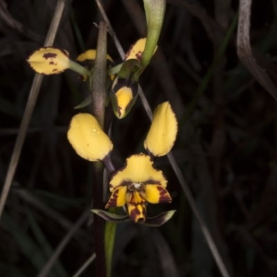 Diuris pardina (Leopard Doubletail) at Canberra Central, ACT - 29 Sep 2016 by DerekC