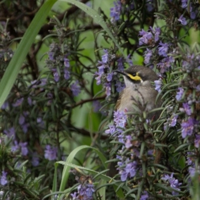 Caligavis chrysops (Yellow-faced Honeyeater) at Murrumbateman, NSW - 30 Sep 2016 by SallyandPeter