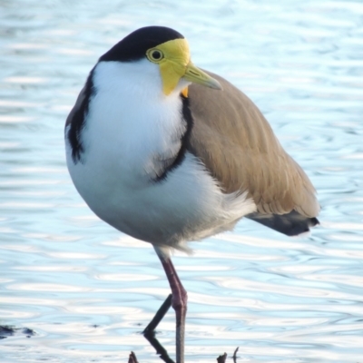 Vanellus miles (Masked Lapwing) at Canberra, ACT - 30 Jul 2016 by michaelb