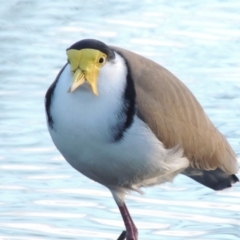 Vanellus miles at Canberra, ACT - 30 Jul 2016 06:17 PM