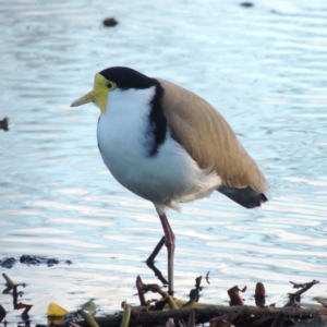 Vanellus miles at Canberra, ACT - 30 Jul 2016 06:17 PM