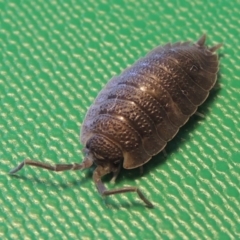 Porcellio scaber (Common slater) at Conder, ACT - 11 Sep 2016 by michaelb