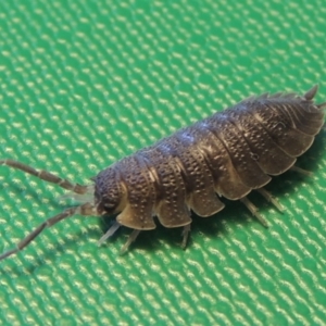 Porcellio scaber at Conder, ACT - 11 Sep 2016