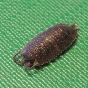 Porcellio scaber at Conder, ACT - 11 Sep 2016