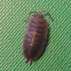 Porcellio scaber at Conder, ACT - 11 Sep 2016