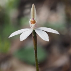 Caladenia fuscata (Dusky Fingers) at Kowen Woodland - 26 Sep 2016 by KenT