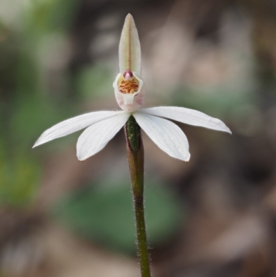 Caladenia fuscata (Dusky Fingers) at Kowen, ACT - 26 Sep 2016 by KenT