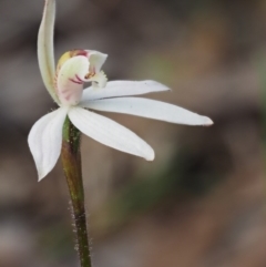 Caladenia fuscata at Kowen, ACT - 26 Sep 2016