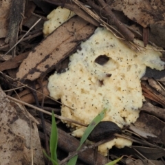 Myxomycete - plasmodium (A slime mould) at Kowen, ACT - 26 Sep 2016 by KenT
