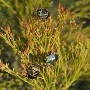 Commius elegans at Kowen, ACT - 26 Sep 2016