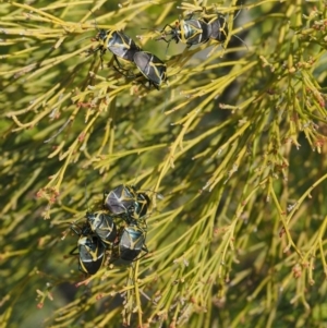 Commius elegans at Kowen, ACT - 26 Sep 2016