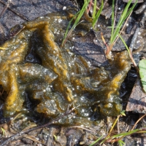 Nostoc sp. (genus) at Kowen, ACT - 26 Sep 2016