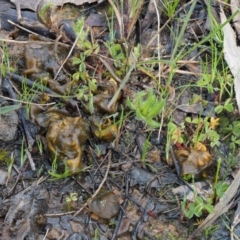 Nostoc sp. (genus) at Kowen, ACT - 26 Sep 2016