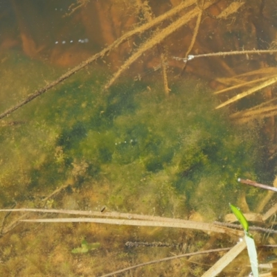 Phormidium (A Cyanobacteria) at Kowen Woodland - 26 Sep 2016 by KenT