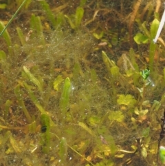 Zygnema sp. (A freshwater algae) at Kowen Woodland - 26 Sep 2016 by KenT