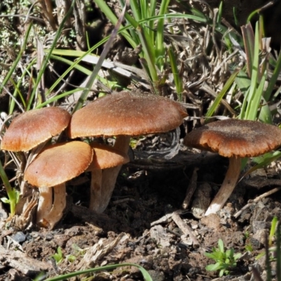 zz agaric (stem; gills not white/cream) at Kowen, ACT - 26 Sep 2016 by KenT