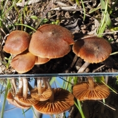 zz agaric (stem; gills not white/cream) at Kowen, ACT - 26 Sep 2016 09:33 AM