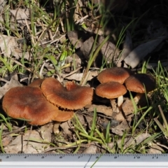 zz agaric (stem; gills not white/cream) at Kowen, ACT - 26 Sep 2016 09:33 AM