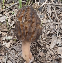 Morchella elata group (Morel) at Kowen Woodland - 26 Sep 2016 by KenT