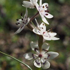 Wurmbea dioica subsp. dioica (Early Nancy) at Kowen, ACT - 26 Sep 2016 by KenT