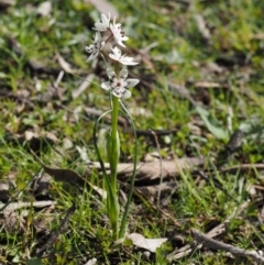 Wurmbea dioica subsp. dioica at Kowen, ACT - 26 Sep 2016