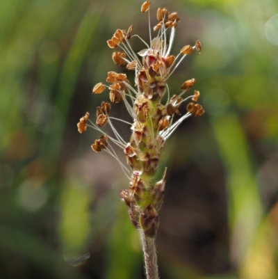 Plantago varia (Native Plaintain) at Kowen, ACT - 25 Sep 2016 by KenT