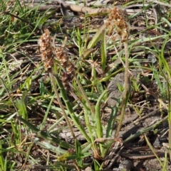 Plantago varia at Kowen, ACT - 26 Sep 2016 08:43 AM