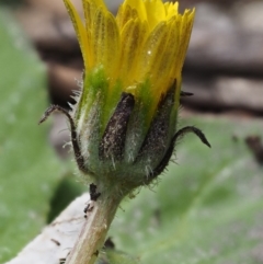 Cymbonotus sp. (preissianus or lawsonianus) at Kowen, ACT - 26 Sep 2016