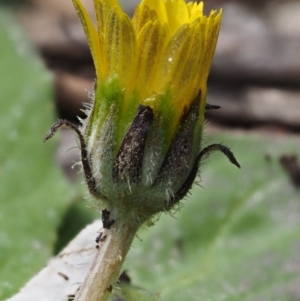 Cymbonotus sp. (preissianus or lawsonianus) at Kowen, ACT - 26 Sep 2016