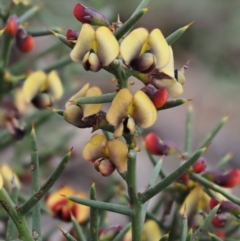 Daviesia genistifolia (Broom Bitter Pea) at Kowen, ACT - 26 Sep 2016 by KenT