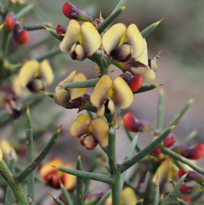 Daviesia genistifolia (Broom Bitter Pea) at Kowen, ACT - 26 Sep 2016 by KenT