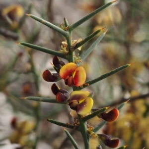 Daviesia genistifolia at Kowen, ACT - 26 Sep 2016