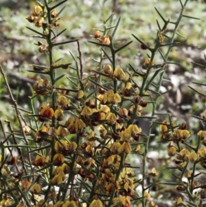 Daviesia genistifolia at Kowen, ACT - 26 Sep 2016