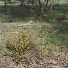 Daviesia genistifolia at Kowen, ACT - 26 Sep 2016