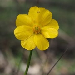 Ranunculus lappaceus (Australian Buttercup) at Kowen Woodland - 26 Sep 2016 by KenT