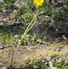 Ranunculus lappaceus at Kowen, ACT - 26 Sep 2016