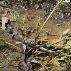 Ranunculus lappaceus at Kowen, ACT - 26 Sep 2016