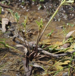 Ranunculus lappaceus at Kowen, ACT - 26 Sep 2016