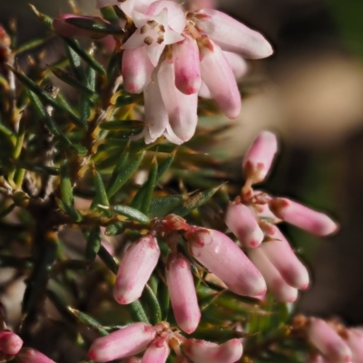 Lissanthe strigosa subsp. subulata (Peach Heath) at Kowen, ACT - 26 Sep 2016 by KenT