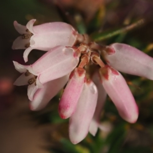 Lissanthe strigosa subsp. subulata at Kowen, ACT - 26 Sep 2016