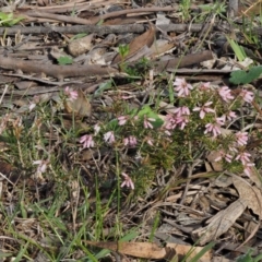 Lissanthe strigosa subsp. subulata at Kowen, ACT - 26 Sep 2016