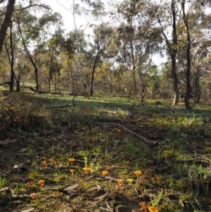 Lichenomphalia chromacea at Kowen, ACT - 26 Sep 2016