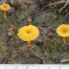 Lichenomphalia chromacea at Kowen, ACT - 26 Sep 2016 07:48 AM