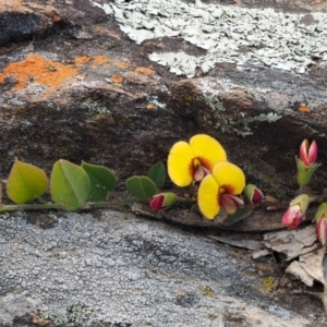 Bossiaea prostrata at Kowen, ACT - 26 Sep 2016 02:49 PM