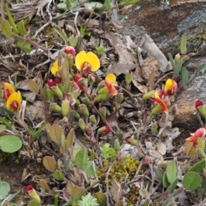 Bossiaea prostrata at Kowen, ACT - 26 Sep 2016