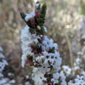 Leucopogon virgatus at Farrer Ridge - 4 Sep 2016 01:02 PM