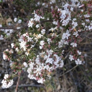 Leucopogon virgatus at Farrer Ridge - 4 Sep 2016 01:02 PM