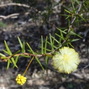 Acacia ulicifolia at Farrer Ridge - 4 Sep 2016